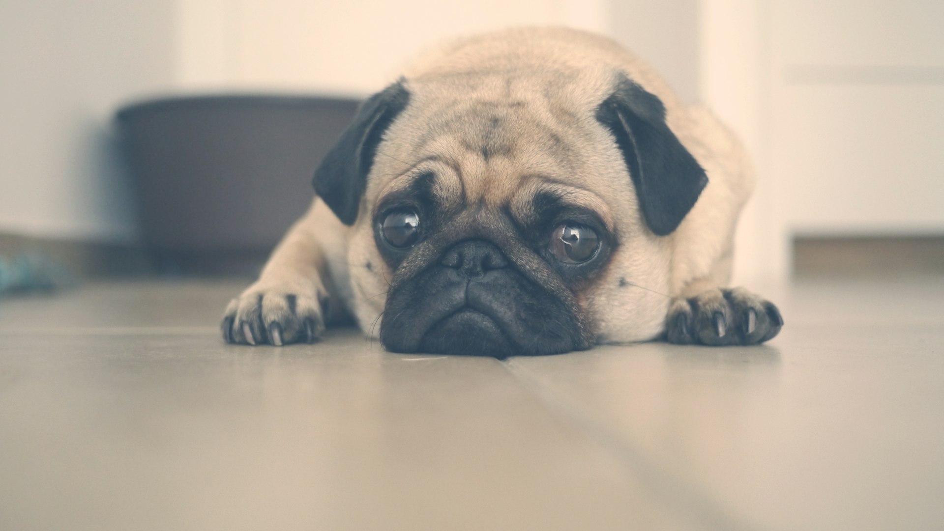 fawn pug lying on floor