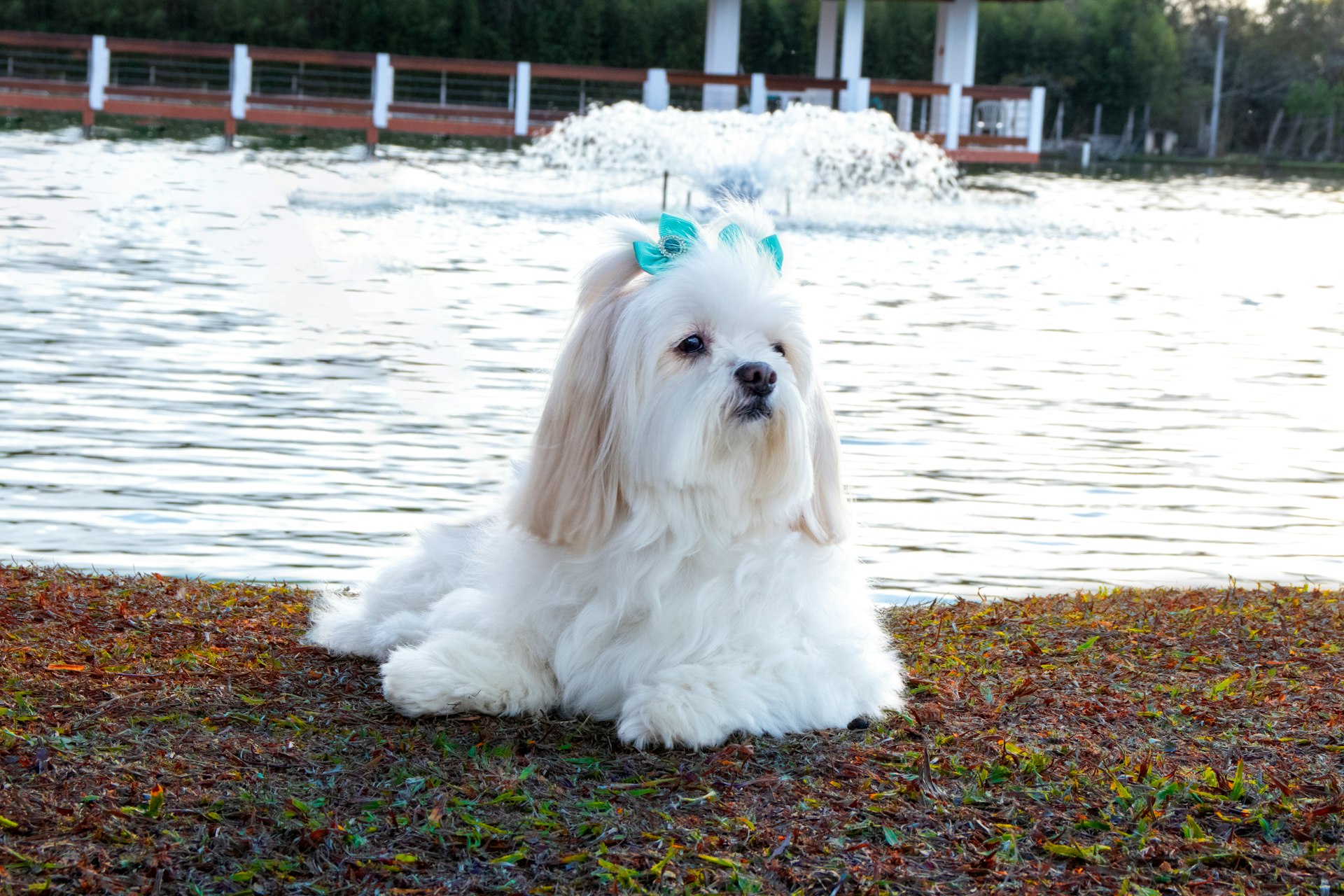 white long coat small dog on brown ground near body of water during daytime