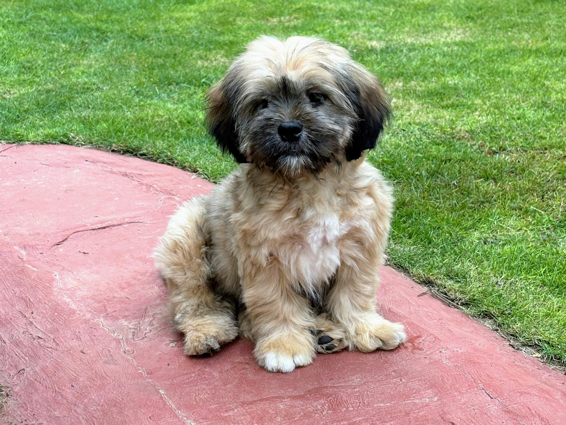 Adorable puppy sits on a red surface.