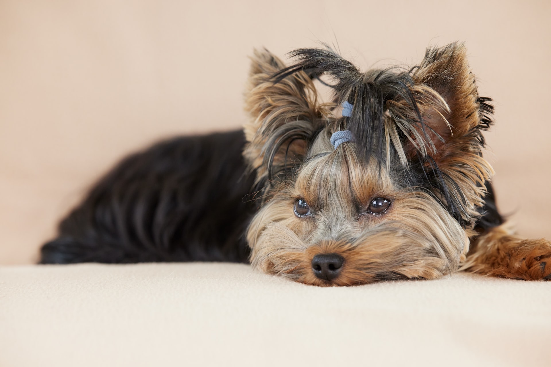 A cute yorkshire terrier lies down, relaxed.